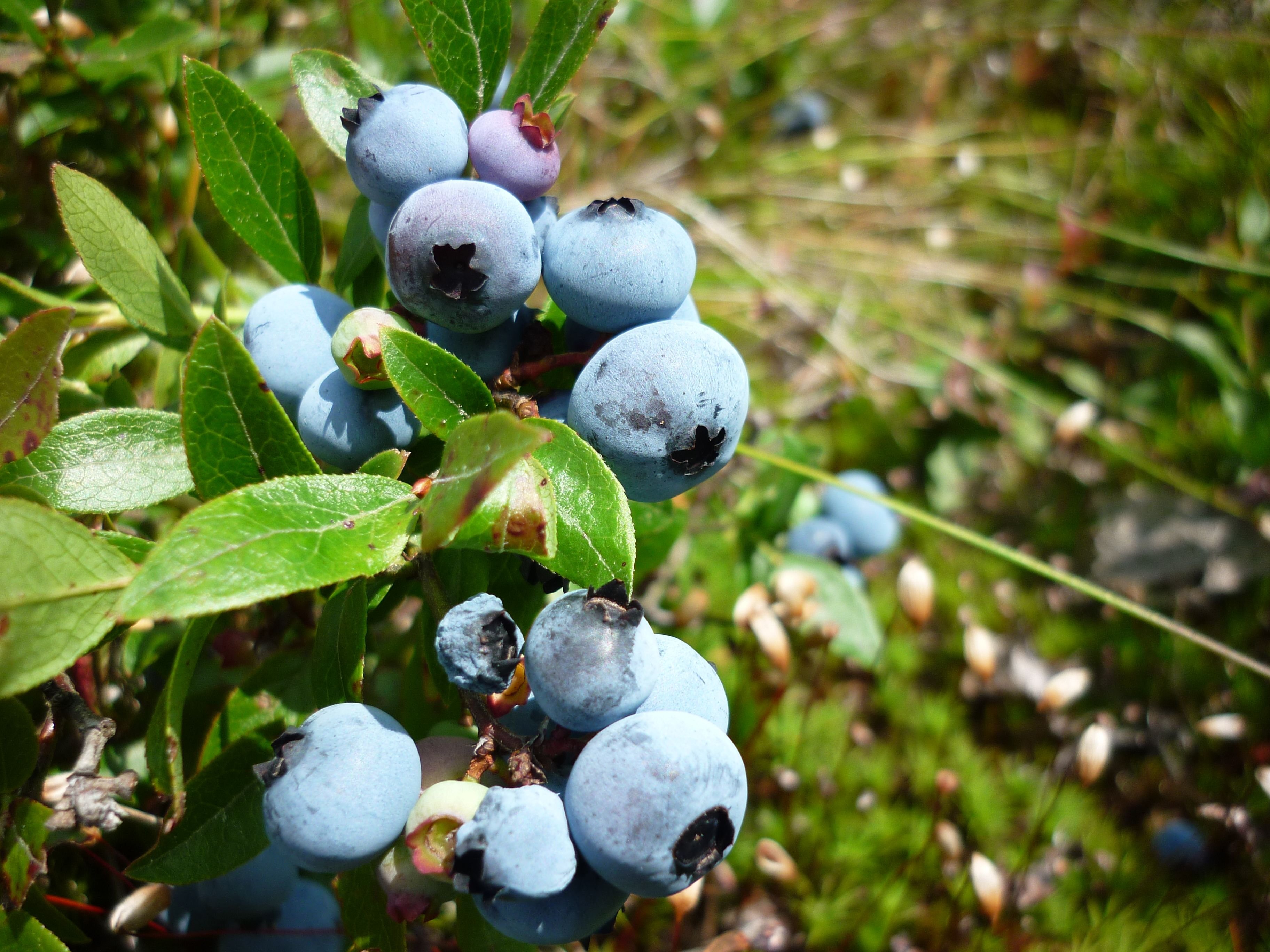 Wild Blueberries